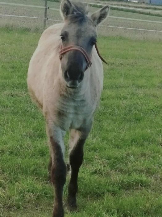Sprzedam Konik polski