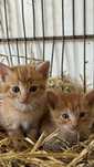 Dou 2 gatos machos