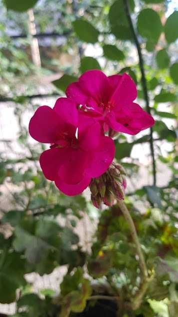 Продам кімнатні квіти