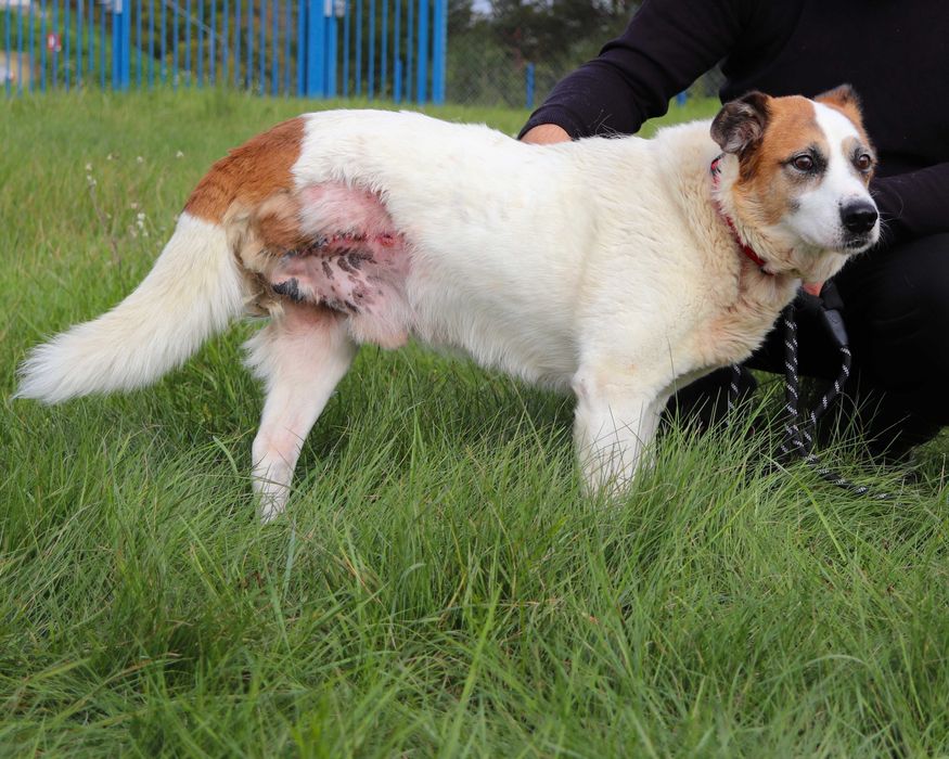 Gacunia szuka domku | 3-nogi