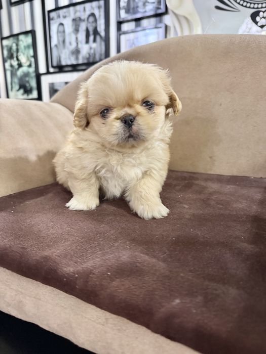 Pequines menino lindo