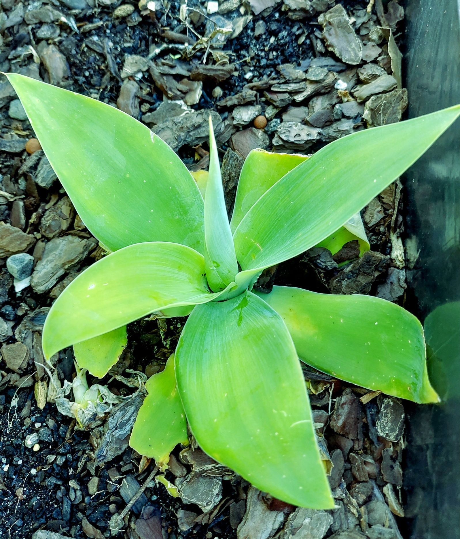 Agave Dragao Attenuata