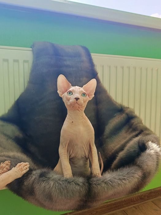 Канадський сфінкс  хлопчик