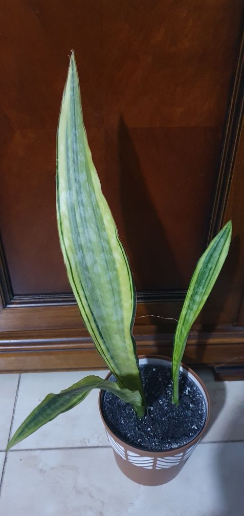 Продам сансевієрію Лорен Sansevieria Aubrytniana Lauren