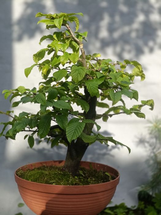 Grab bonsai yamadori