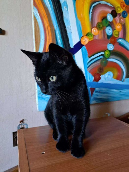 майже пантера ! Вже стерилізована !