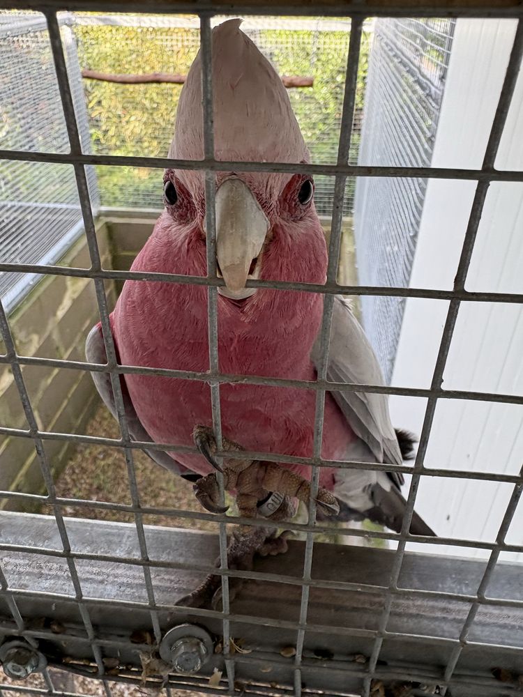 Casal Catatua Galah