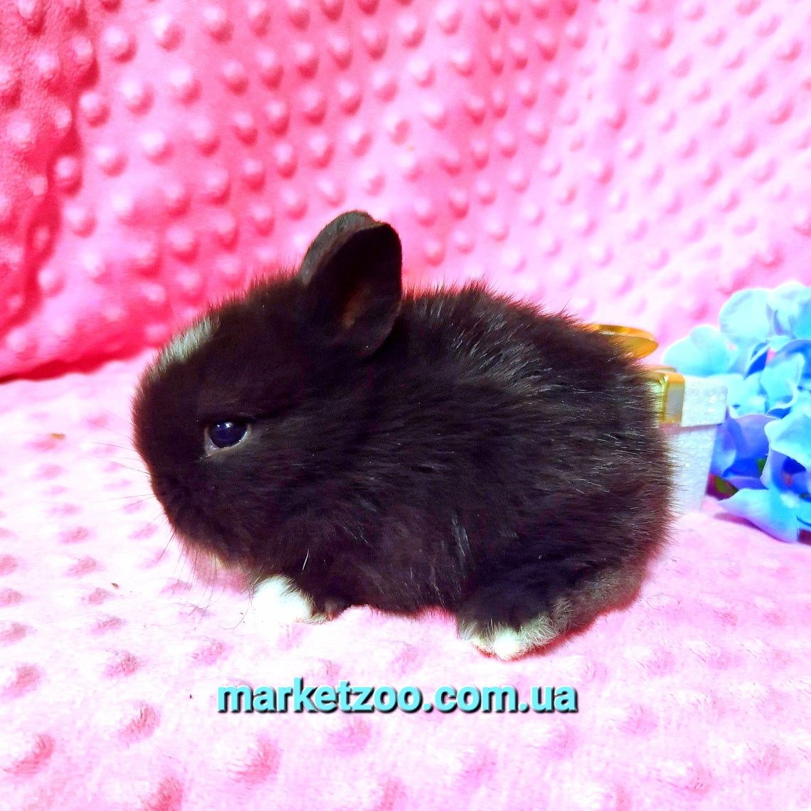 Нідерландський кролик-найменша порода кроликів,мініатюрний хлопчик!