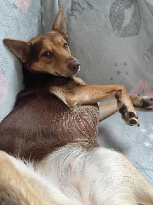 Oddam pieska w dobre ręce