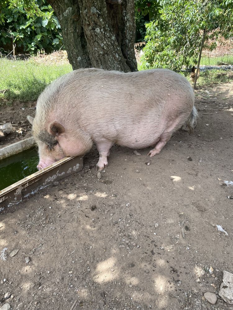 Vendo 2 porcas Vietnamitas