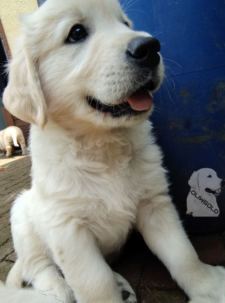 Golden Retriever ZKwP FCI Już do odbioru