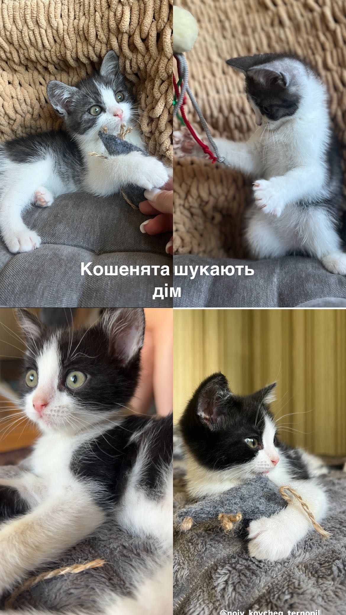 Кошенята шукають дім