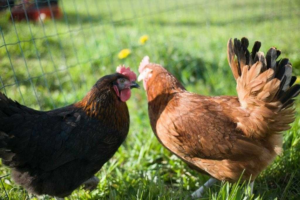 Kurki nioski Tetra odchowana z jajkiem