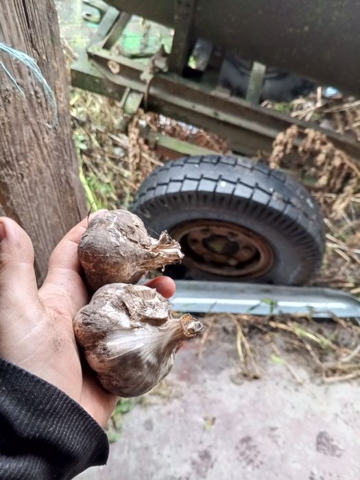 Продам часник озимий