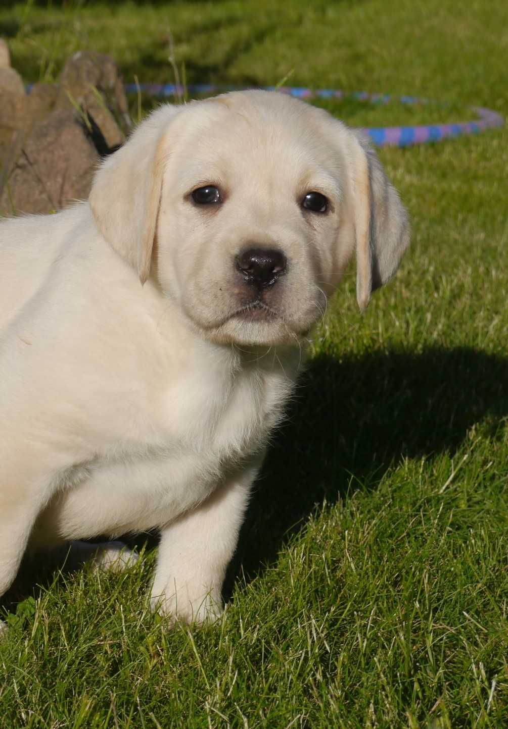 Labrador retriever - biszkoptowa suczka z rodowodem [FCI]