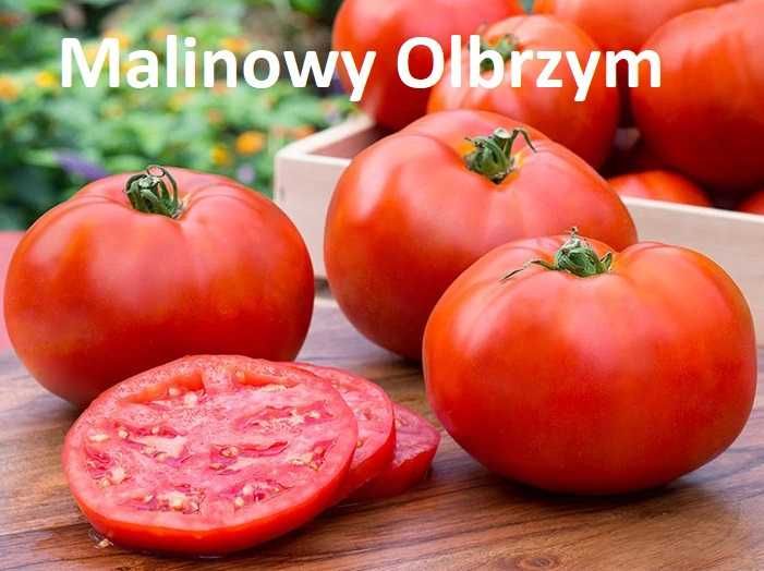 Sadzonki pomidorów - unikatowe giganty, kolorowe i inne flance rozsady