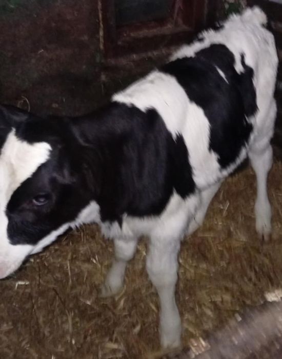 Jałówka jałóweczka cielak