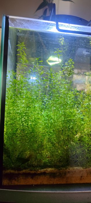 Podas de Pearl weed - planta aquática