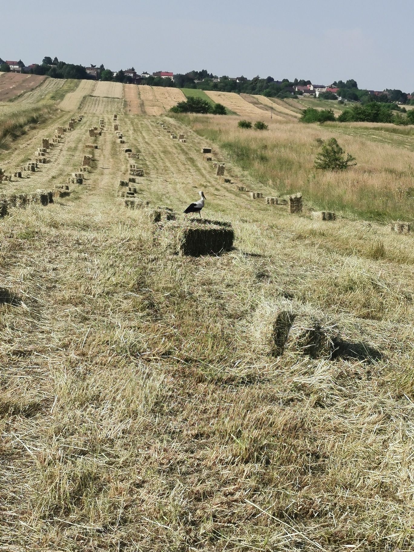 Siano i słoma kostki