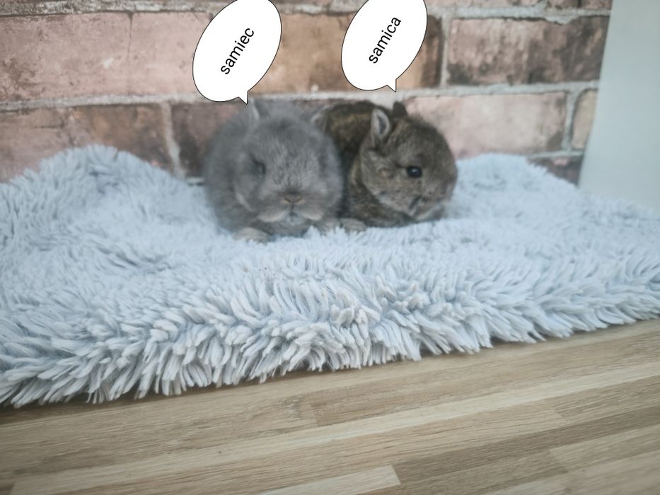 Króliczki miniaturki malutkie króliczki Karzełki