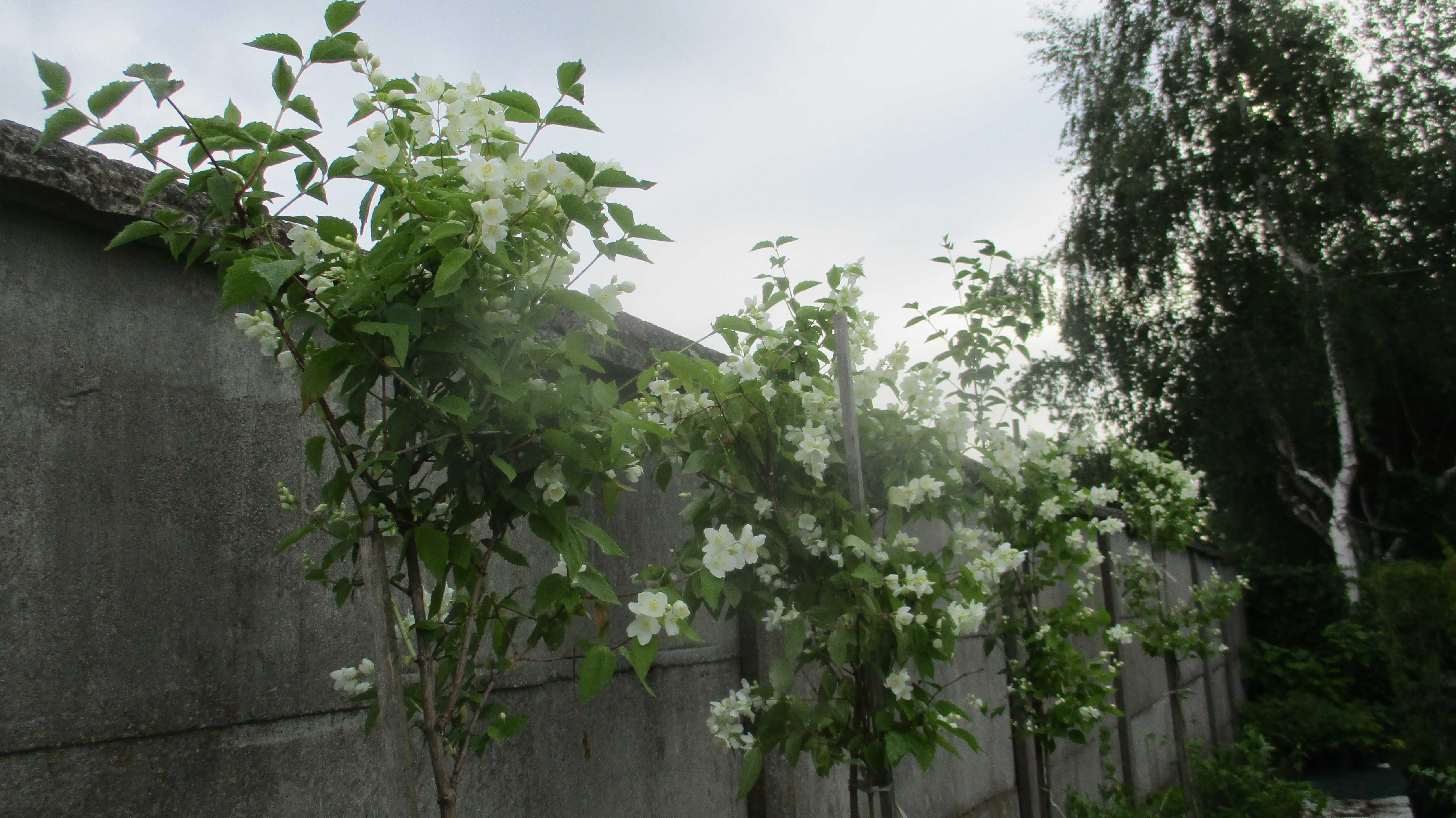 Jasmin, jasminowiec