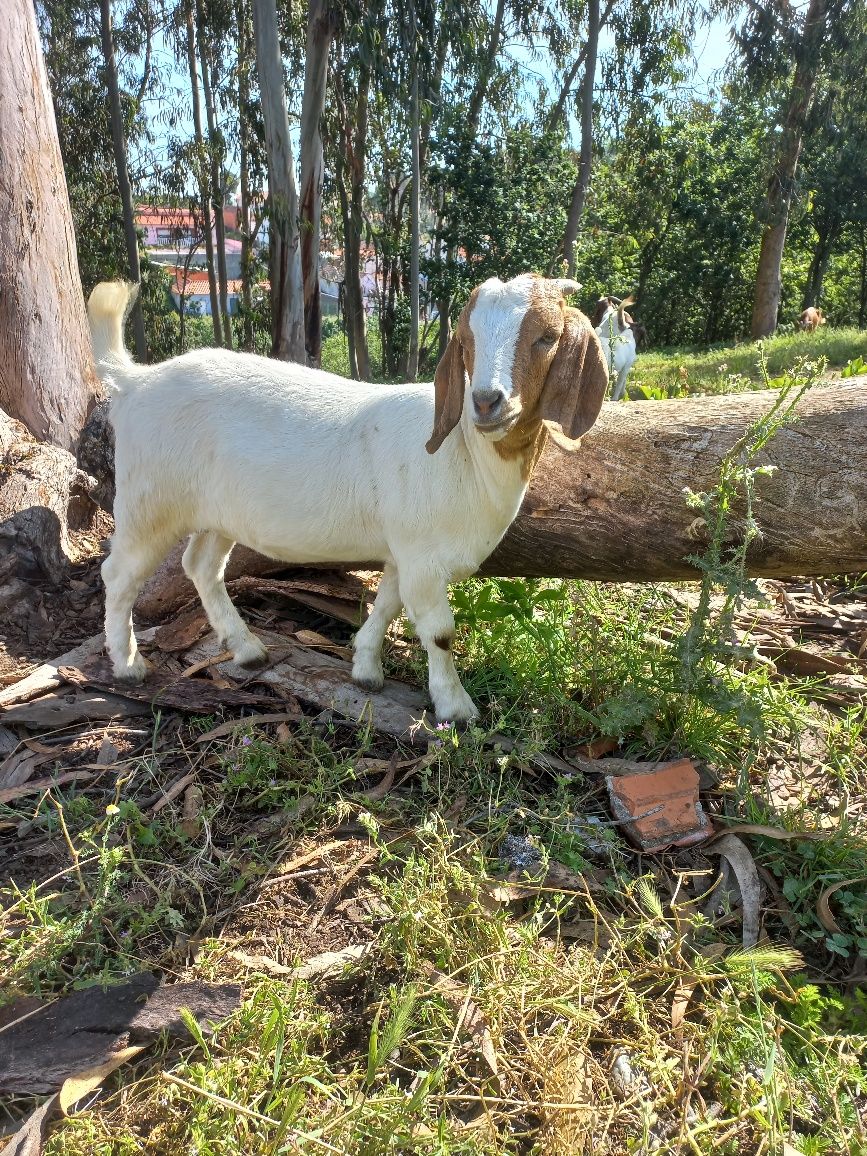 Cabrita com 4 meses