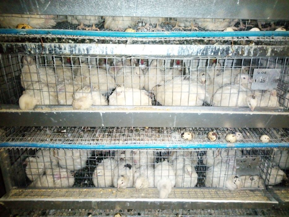 Яйцо инкубационное перепелиное, цыплята любого возраста (техасы).