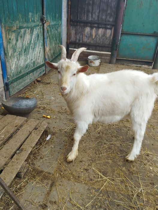 Продам козлика