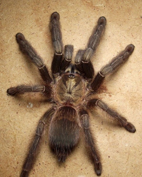 Psalmopoeus reduncus L3