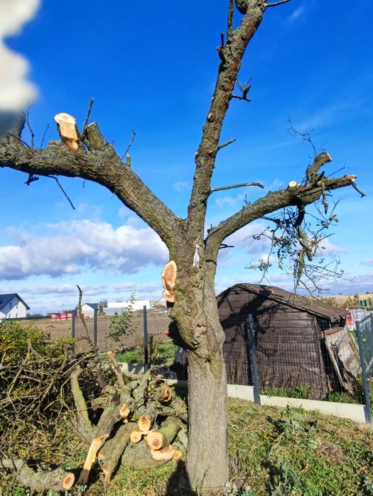 Drewno owocowe do wędzenia  jabłoń