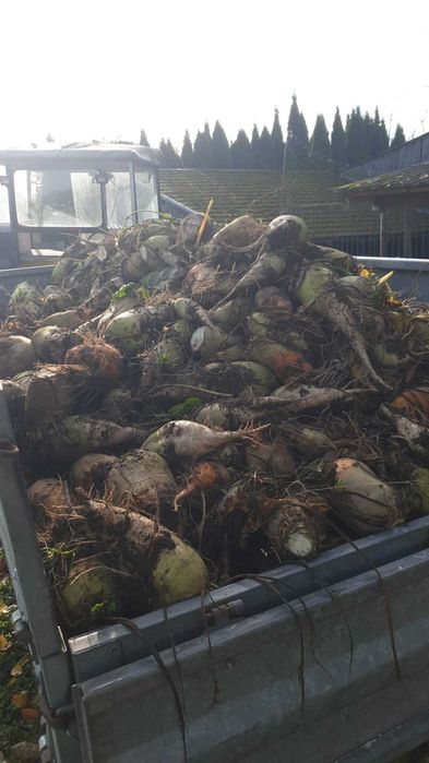 Burak pastewny burak