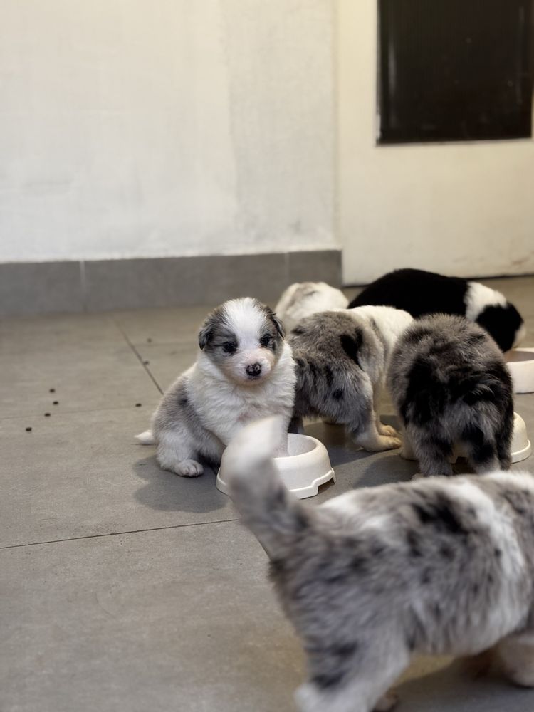 Sprzedam Psa Border Collie Blue Merle (samiec)