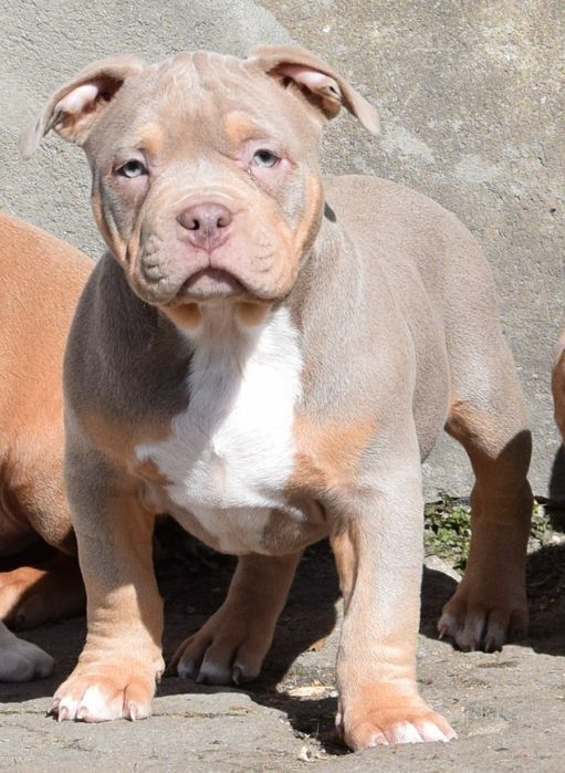 American bully pocket