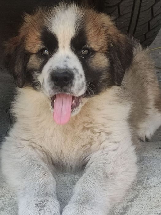 Щенки московской сторожевой