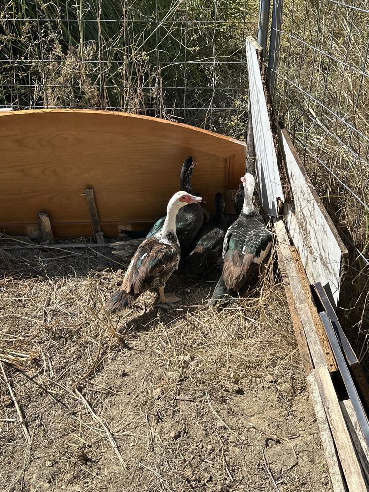 Patos mudos