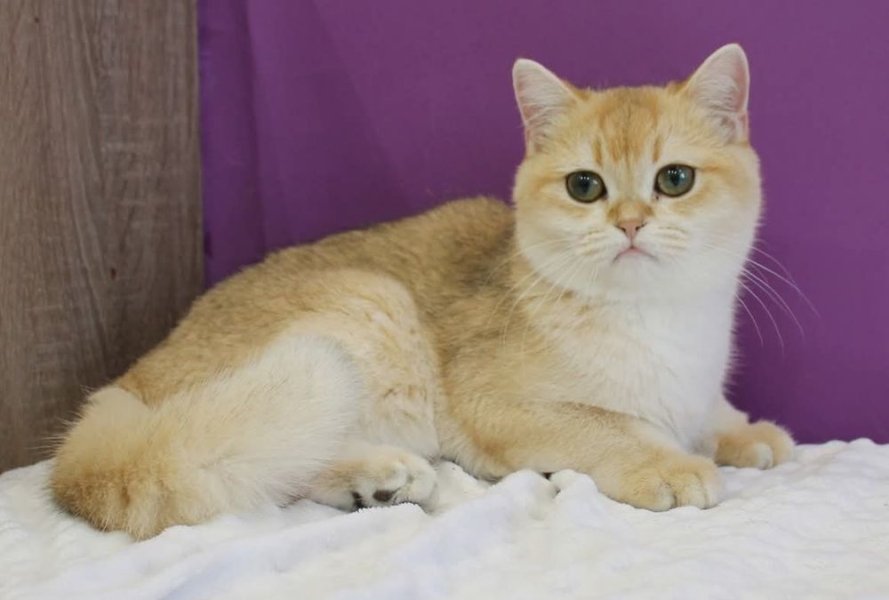 Девчонка Scottish Straight