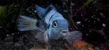 Pilengnica papuga blue