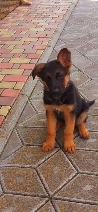 Дівчинка німецької  вівчарки