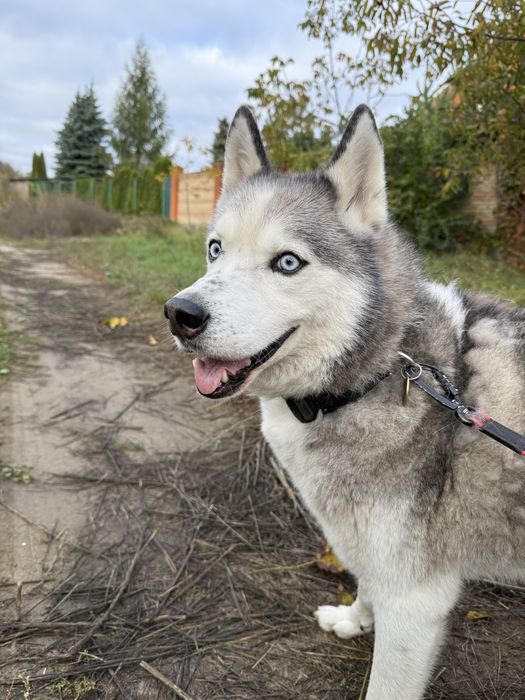 Хаскі хлопчик шукає дім