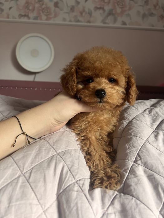 Pudelek toy chłopak gotowy do zmiany domu