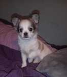 Chihuahua piesek długowłosy