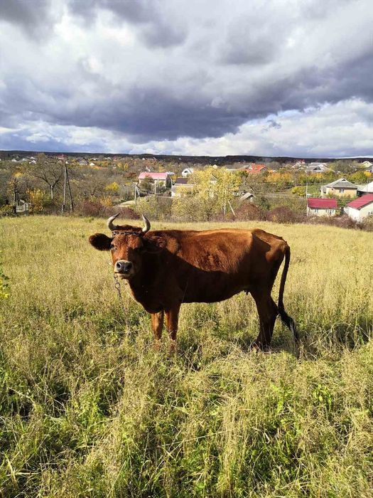 Продаю корову Джерсейку