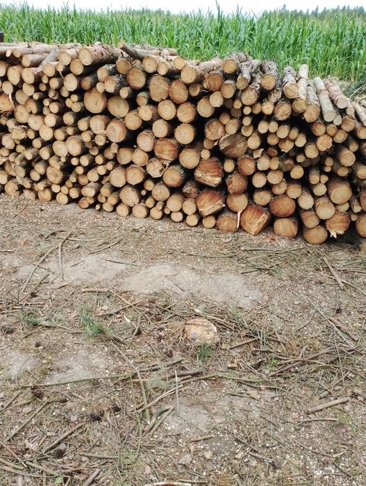 Drewno opałowe sosna
