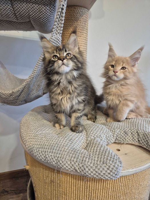 Sprzedam śliczną szylkretkę Maine coon