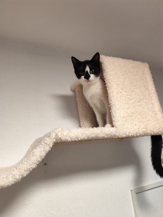 Proludzki Melon oczekuje na dom!