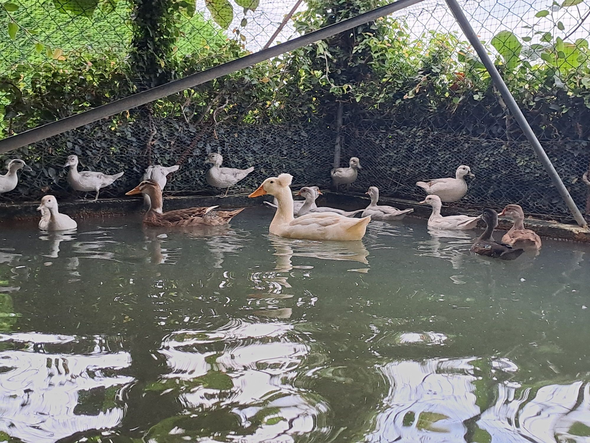 Patos pompom e carolinos