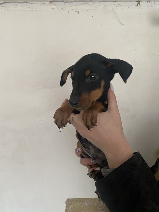 Чистокровний Доберман