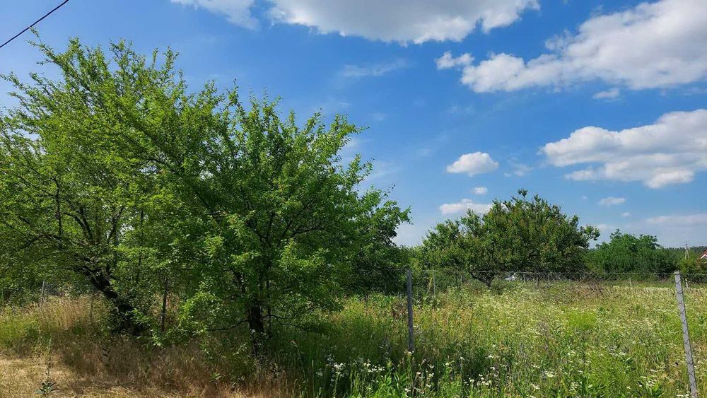 Дві суміжні дачні ділянки 0,18 га біля Веселинівки, Баришивський район
