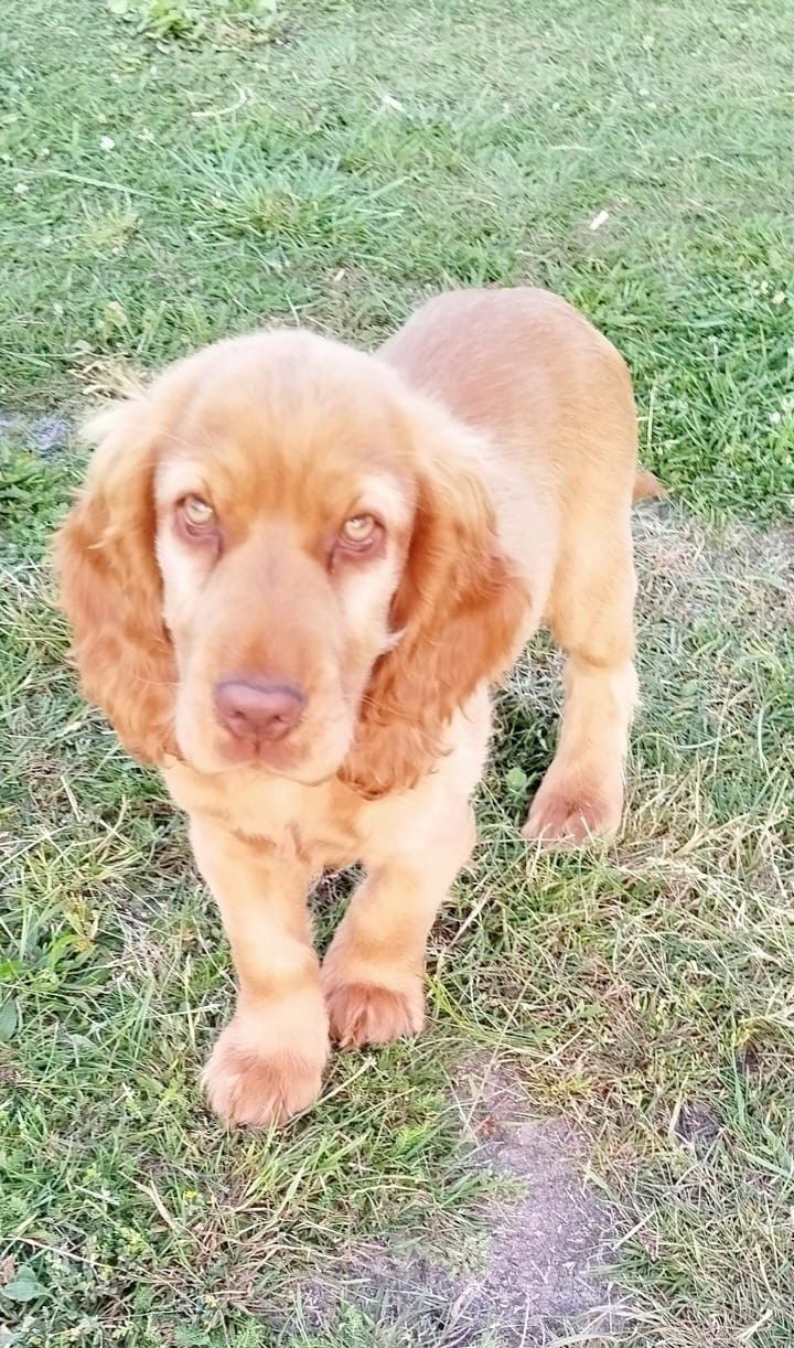 Cocker spaniel piesek