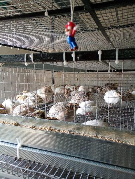 Інкубаційні яйця перепелів породи Техаський,Фенікс та Селадон